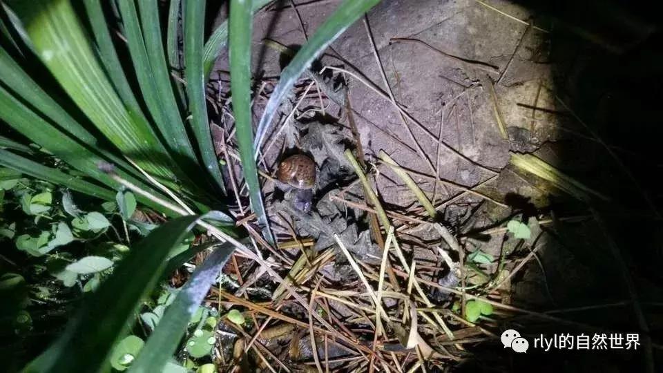 黄缘龟多大可以进环境造景,黄缘龟造景用陶粒还是火山石