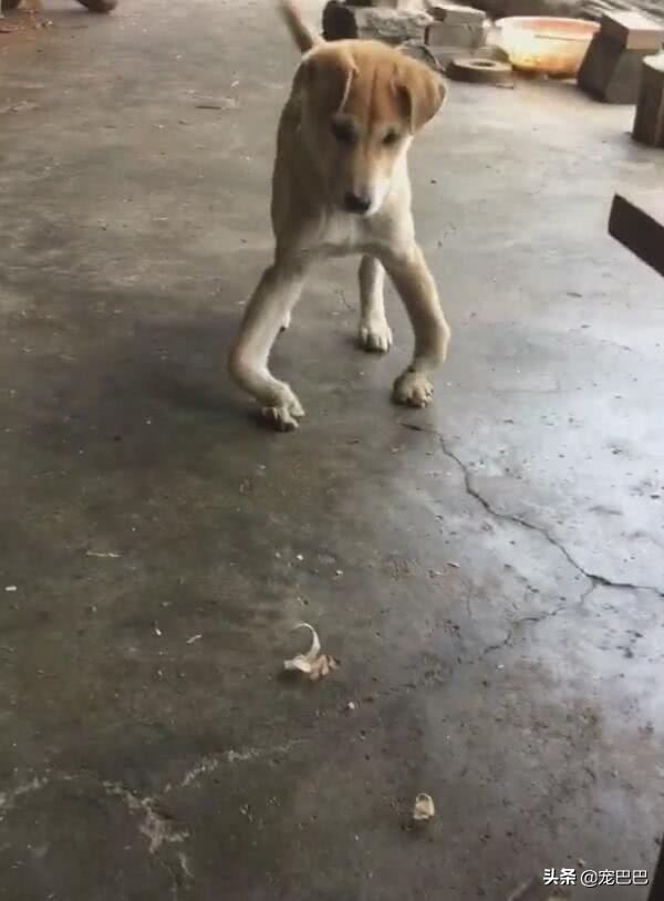小狗站起来突然歪倒脖子伸直,小狗突然抬起一只脚走路
