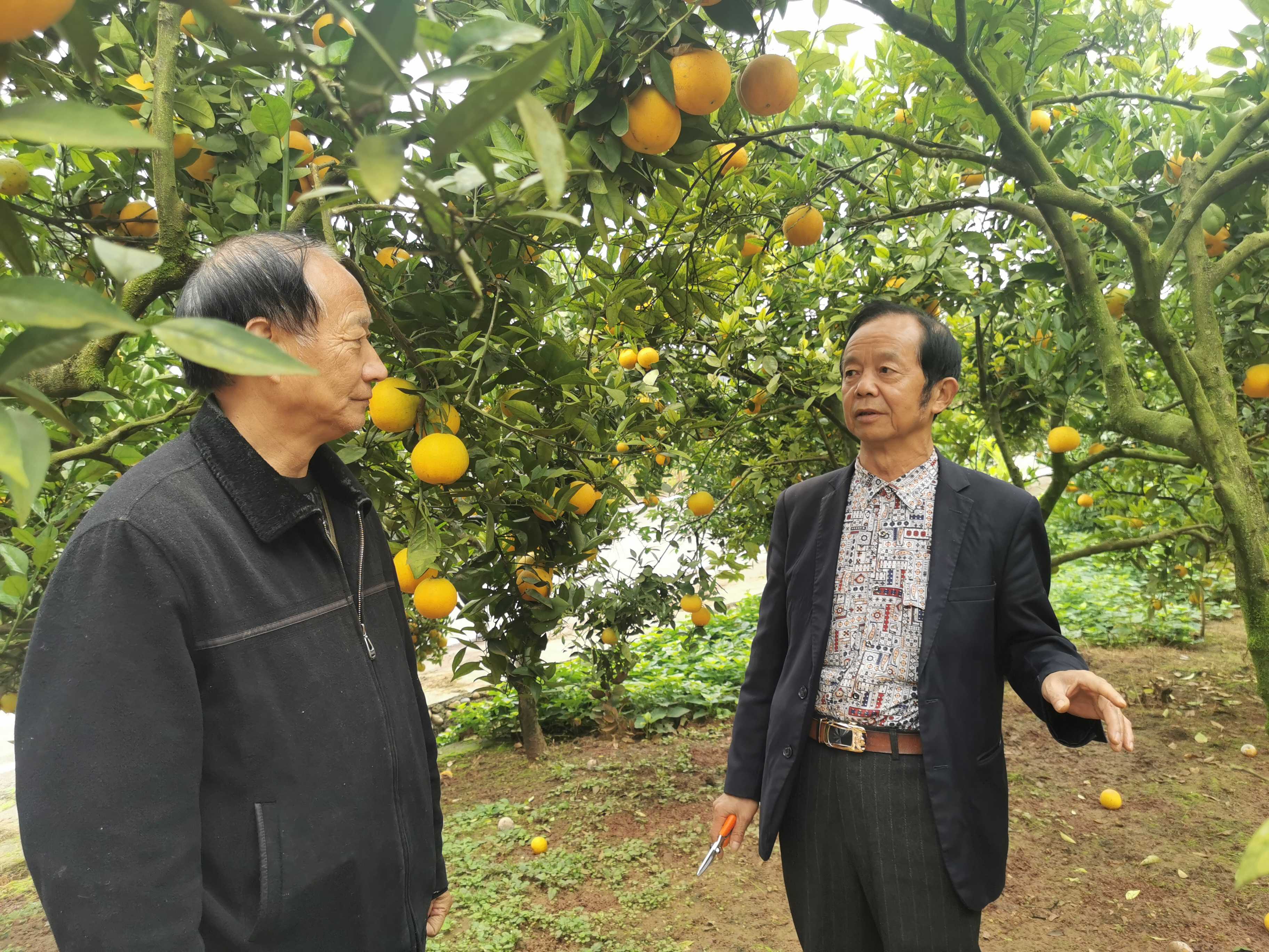 新型职业农民和三产融合,培育脱贫地区新型职业农民