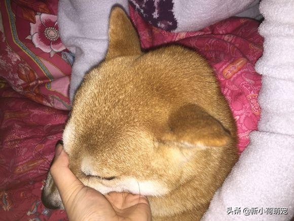 拉布拉多头顶突然长出大包，主人以为是肿瘤，听到医生的话却笑了