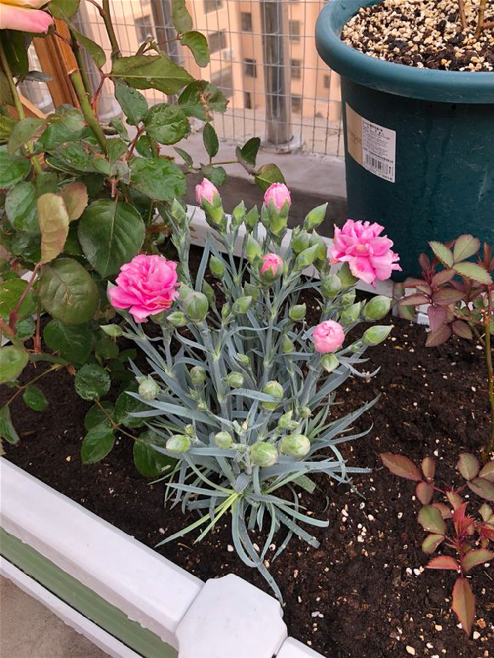 康乃馨花苞发蔫发黄如何修剪,康乃馨蔫了怎么救活