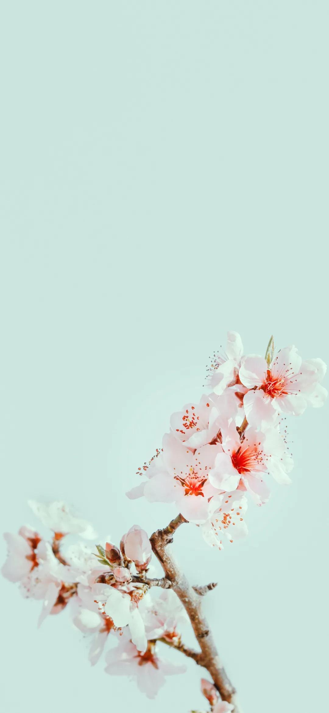 文艺素雅治愈植物手机壁纸,唯美治愈系手机壁纸植物