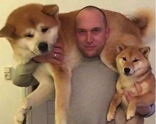 日本柴犬缺点是什么,日本柴犬喜欢吃什么