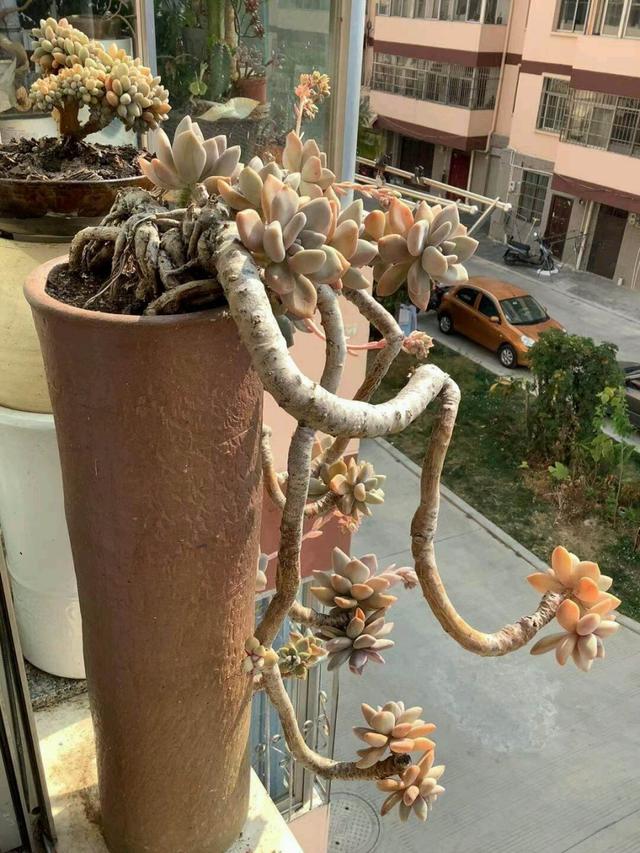 多肉徒长了之后怎么养成老桩,多肉徒长如何操作快速成老桩