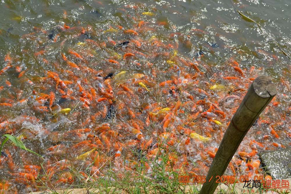 锦鲤苗成长,日本锦鲤水花苗成长