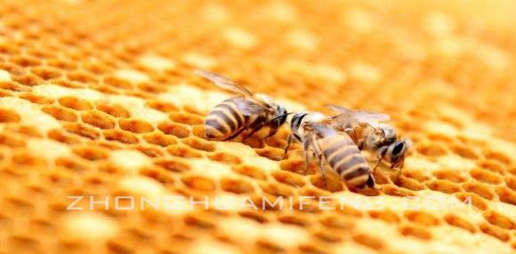 谈科学论科学,喂糖浆小妙招