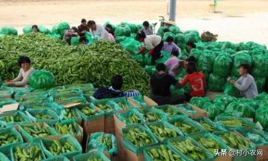 29个适合农村致富的小本创业项目,农村创业干什么致富最快