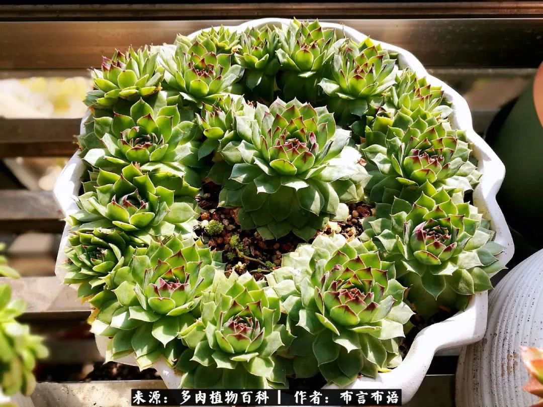 从多肉上感悟人生,多肉的真实生活感悟