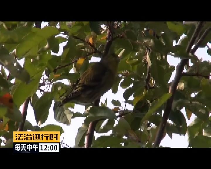 严厉打击非法捕猎候鸟,内蒙大兴安岭非法捕猎候鸟