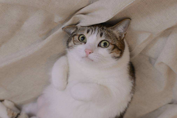 猫咪爱不爱叫，除了跟性格有关外，和品种也有很大的关系！