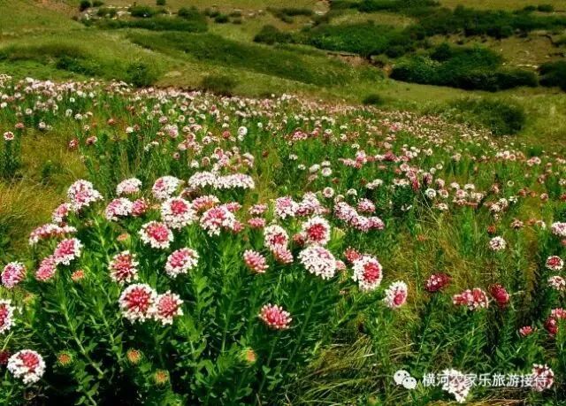 晋城市大草原,晋城大草原