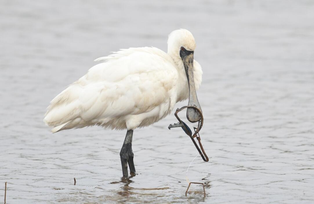 全球十大濒危物种,2024年国家珍贵濒危鸟类