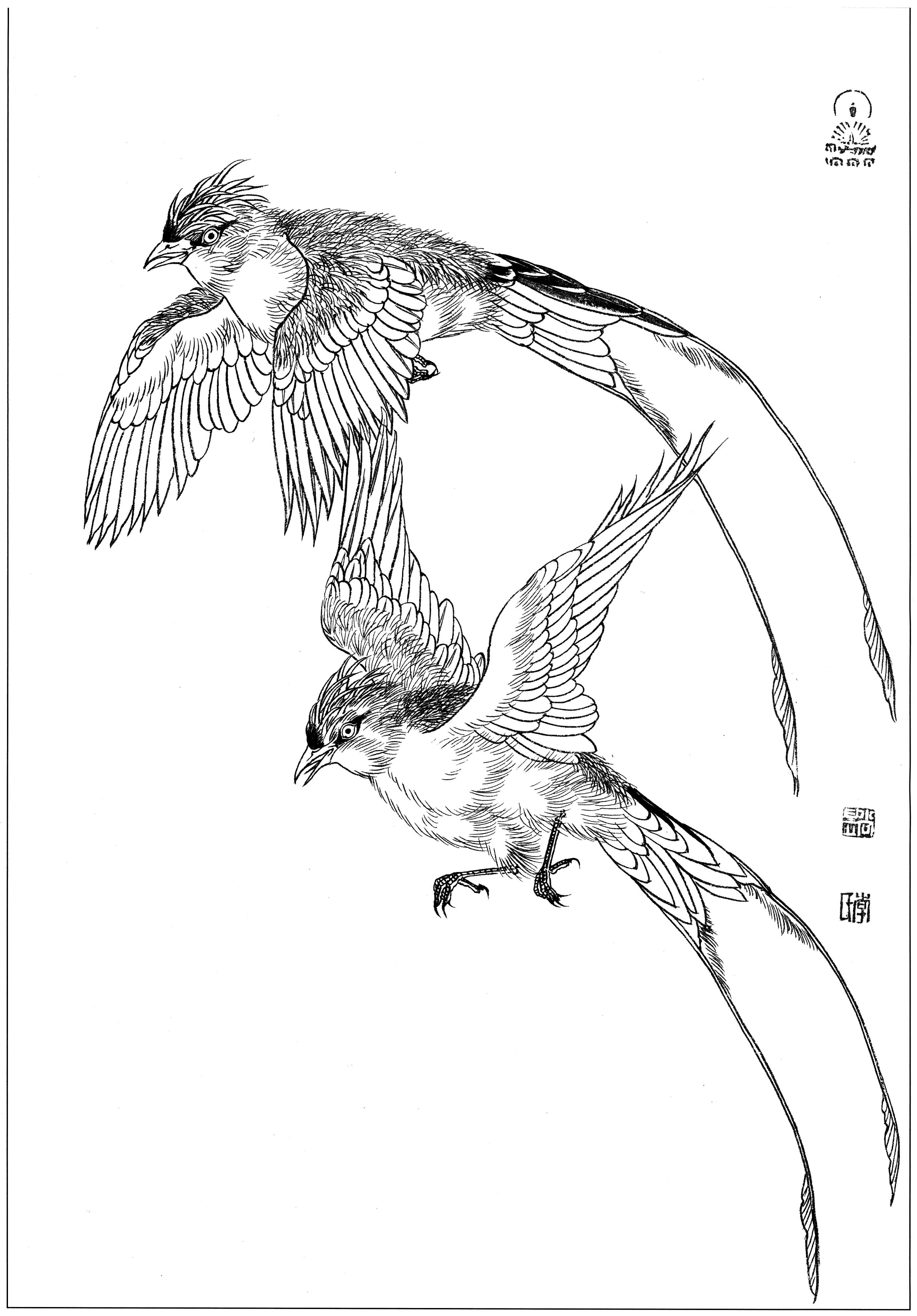 花鸟工笔四条屏白描高清大图,牡丹六尺横幅白描工笔花鸟底稿