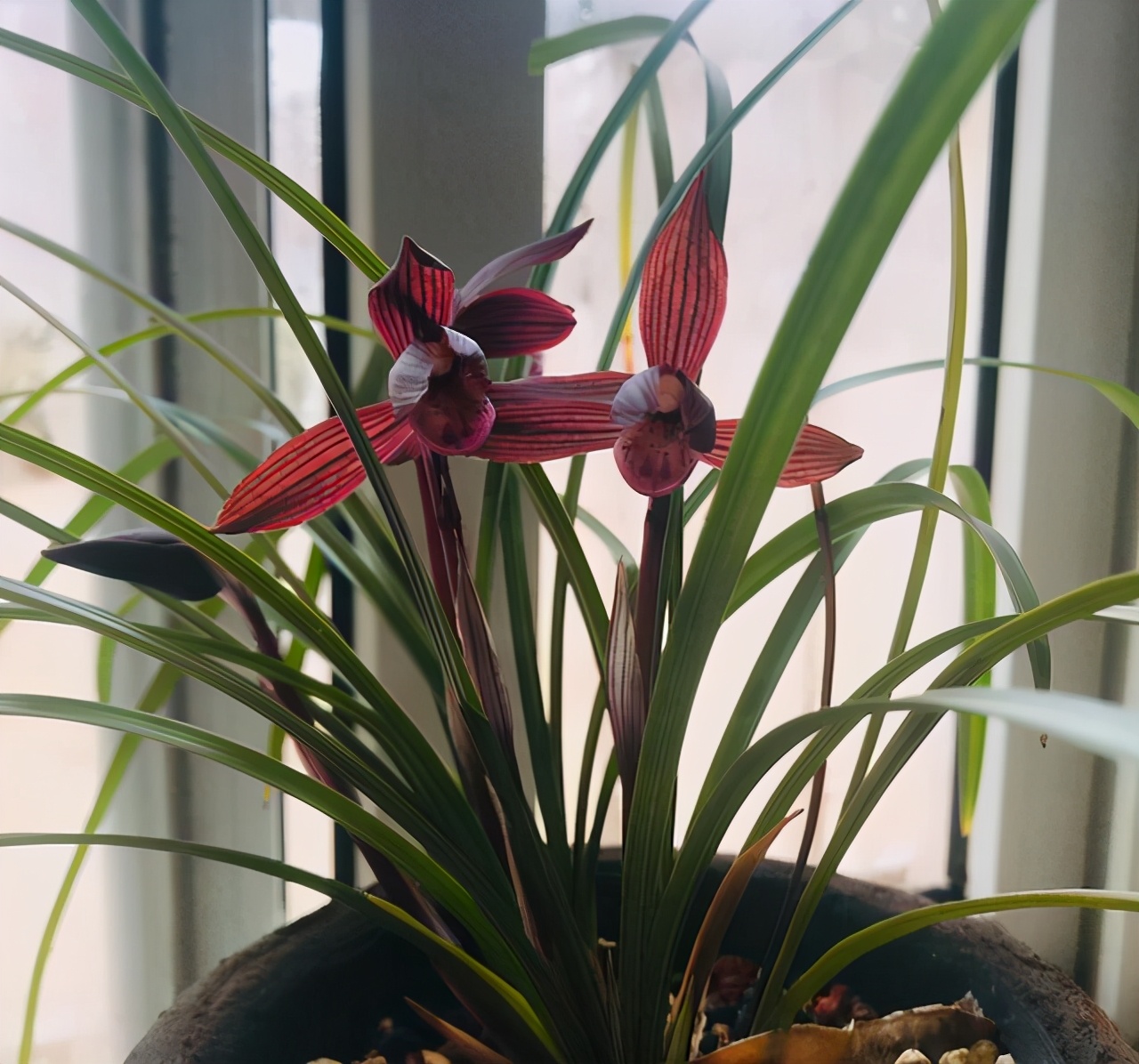 云南第一红素兰花,高档兰花云南红素