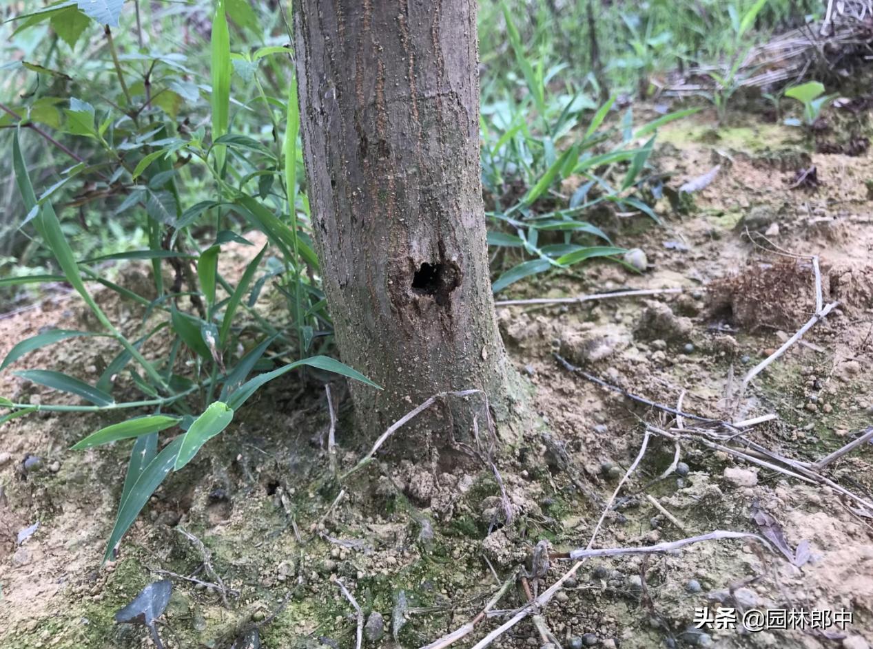 红枫幼苗叶子怎么都蔫了,红枫树叶子突然枯萎了怎么办