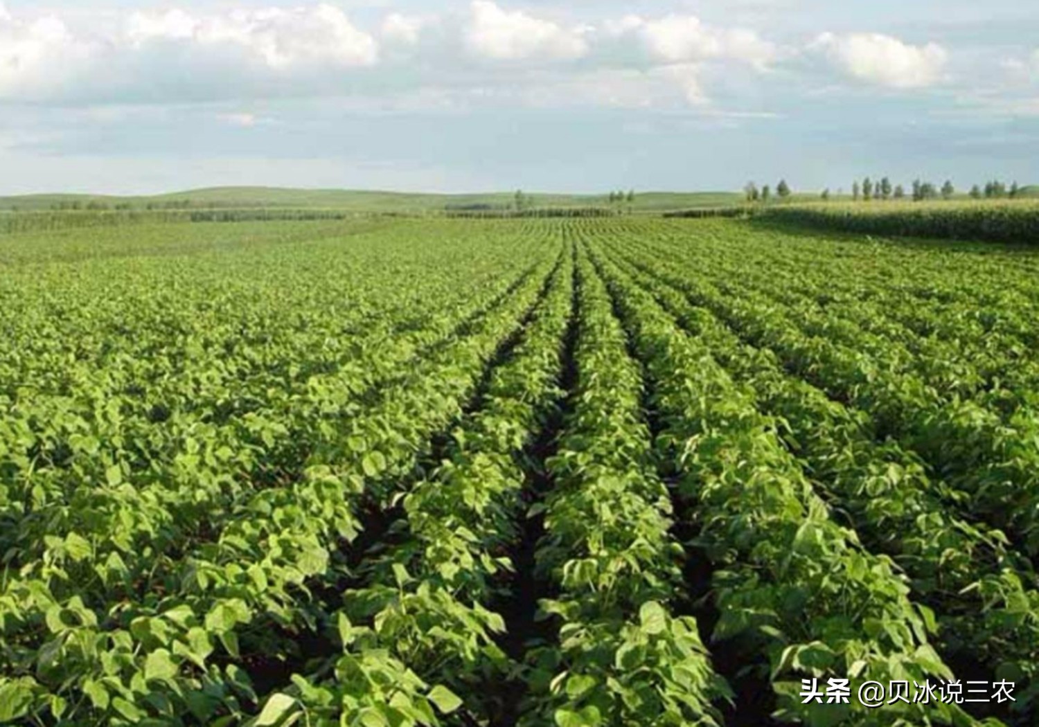 红小豆什么时候种生长期多少天,红小豆种植技术和方法