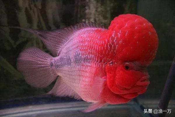 罗汉鱼的养法和注意事项,饲养罗汉鱼苗注意事项