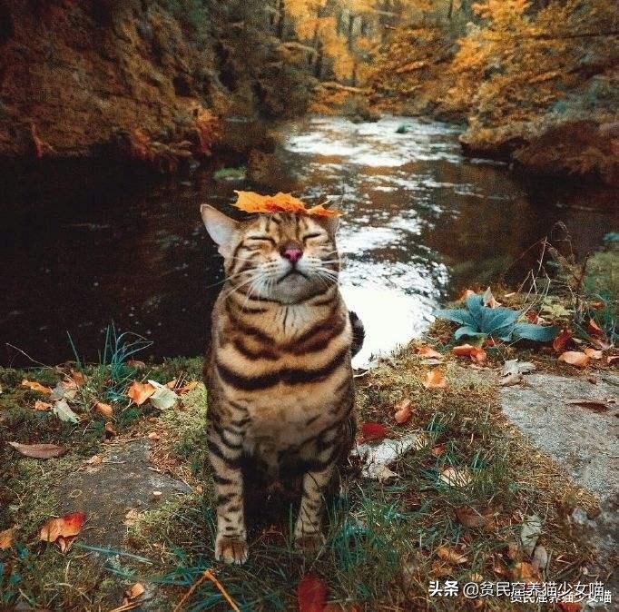 玩水的小猫咪,戏水小猫咪