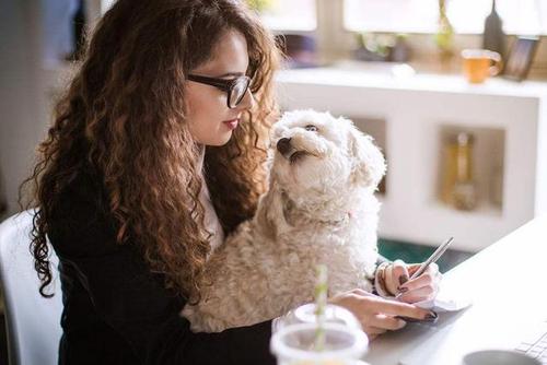 比熊舔人代表什么,比熊舔主人的嘴是什么意思