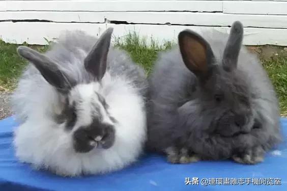 这60种罕见动物你见过几个,60种灭绝的动物