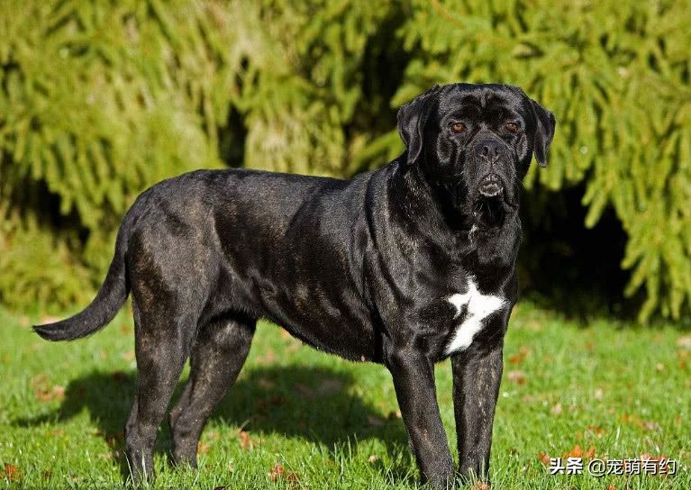 卡斯罗罗威纳顶级护卫犬,卡斯罗护卫犬是人类最忠诚的朋友