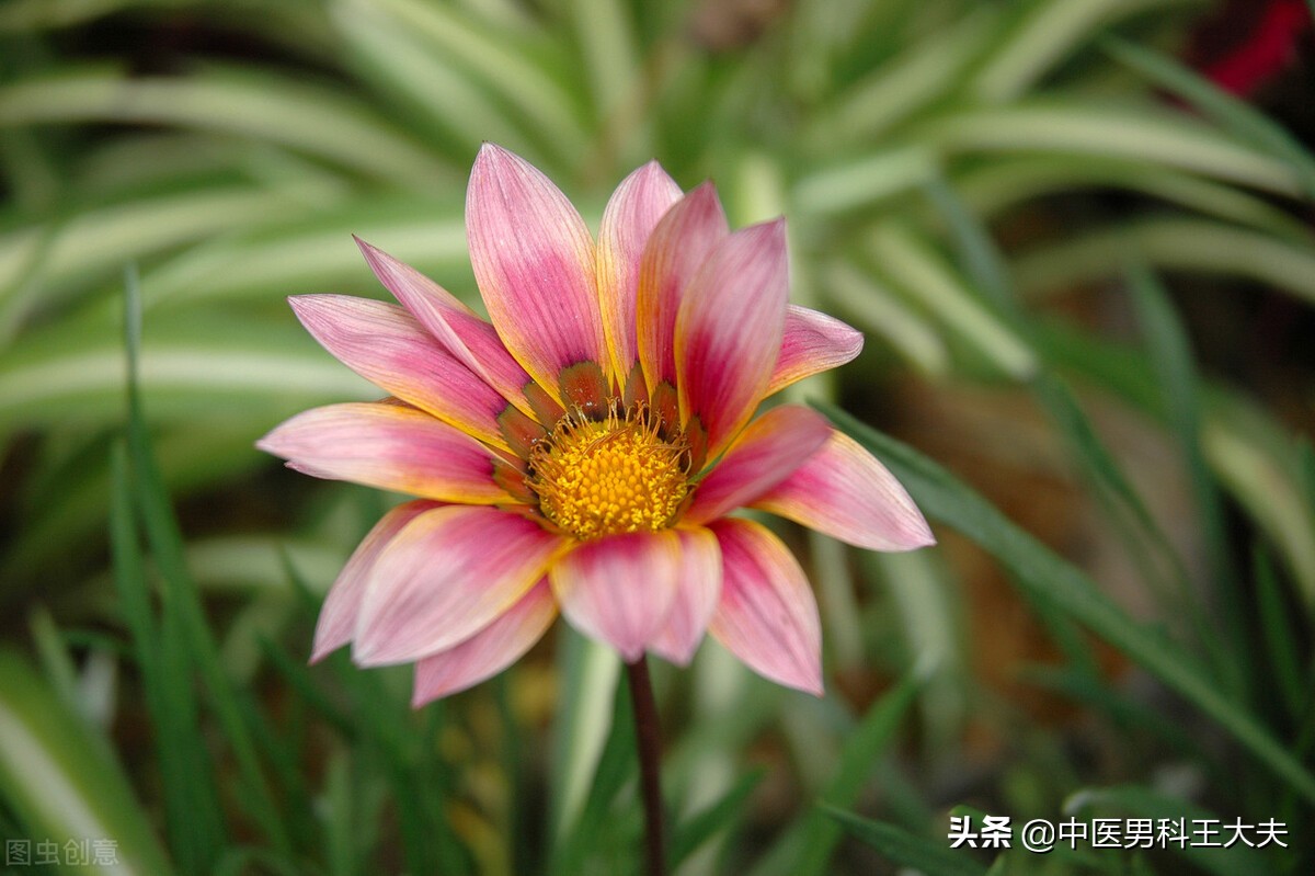 肝郁脾虚是情志病怎么治好,情志不畅中医辨证