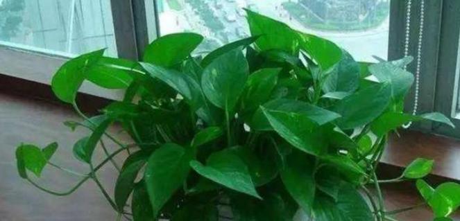 绿萝怎么养才爆盆和爬满墙,绿萝的养殖方法水培绿萝