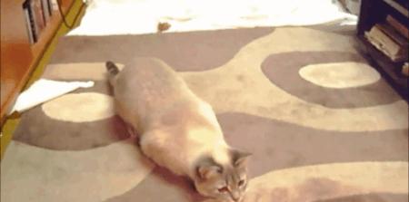 猫扭臀部,猫为什么扭屁股