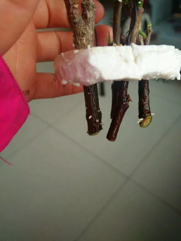 室内用塑料瓶扦插生根最快方法,瓶子装水养花