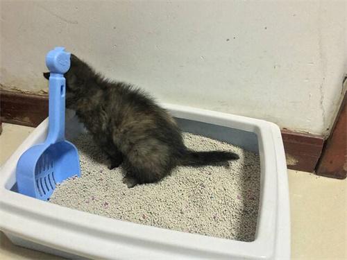 猫咪的便便有点湿软是什么原因,猫咪软便拉稀怎么办