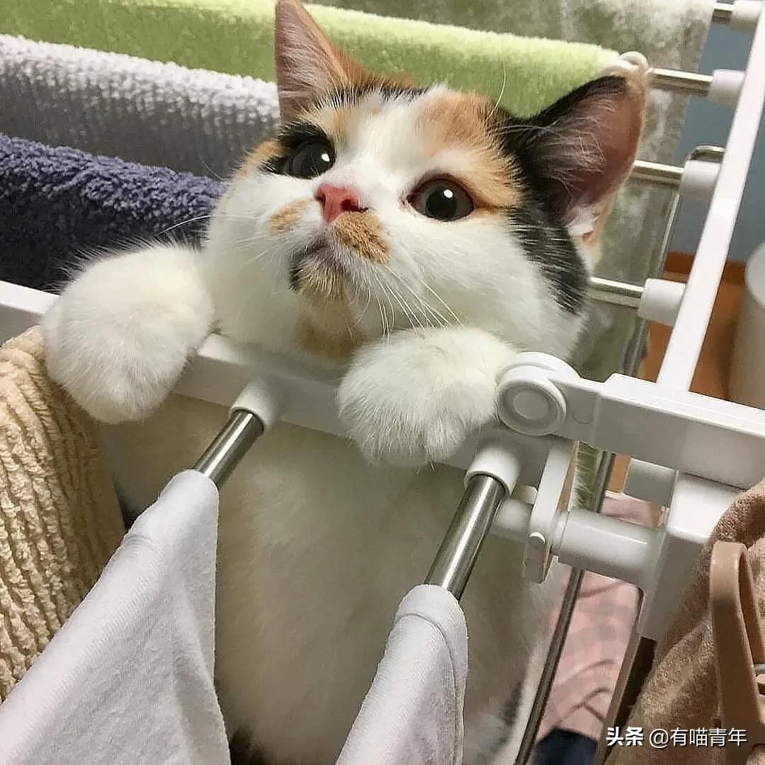 漂亮的三花猫欣赏,最迷人的三花猫