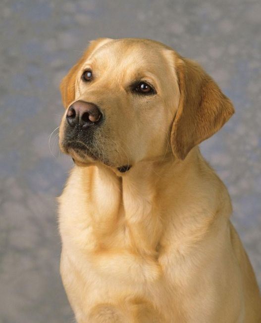 有一只宠物狗好养吗,你认为养什么宠物比较赚钱