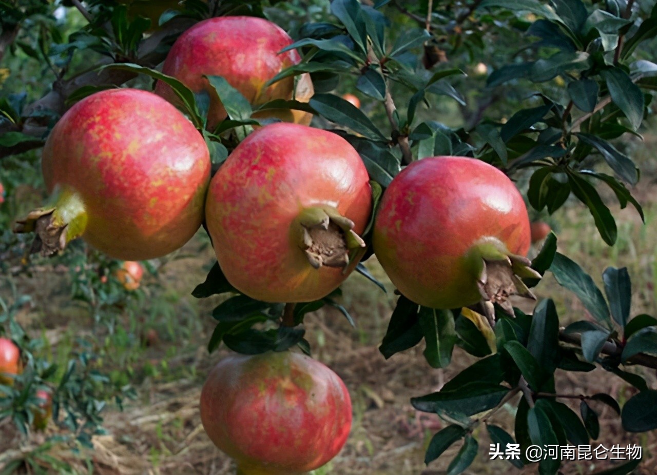 石榴烂根,石榴重茬根腐怎么办