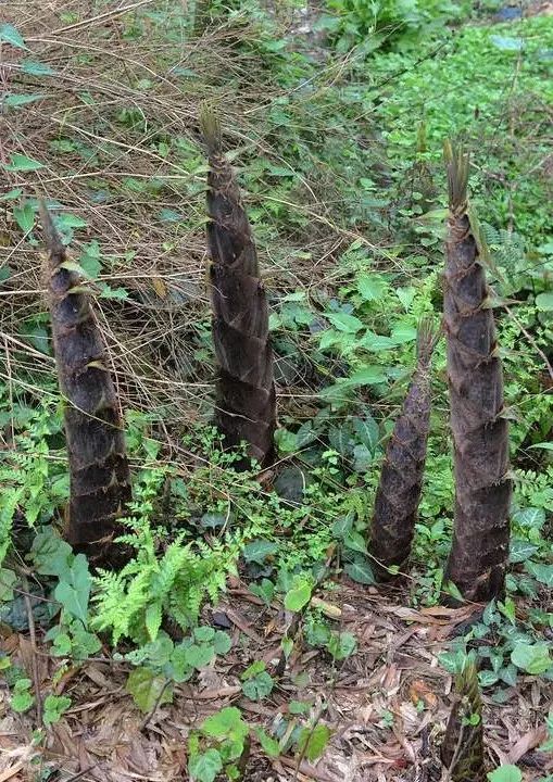 四月天山上春笋鲜,人间四月天春笋鲜