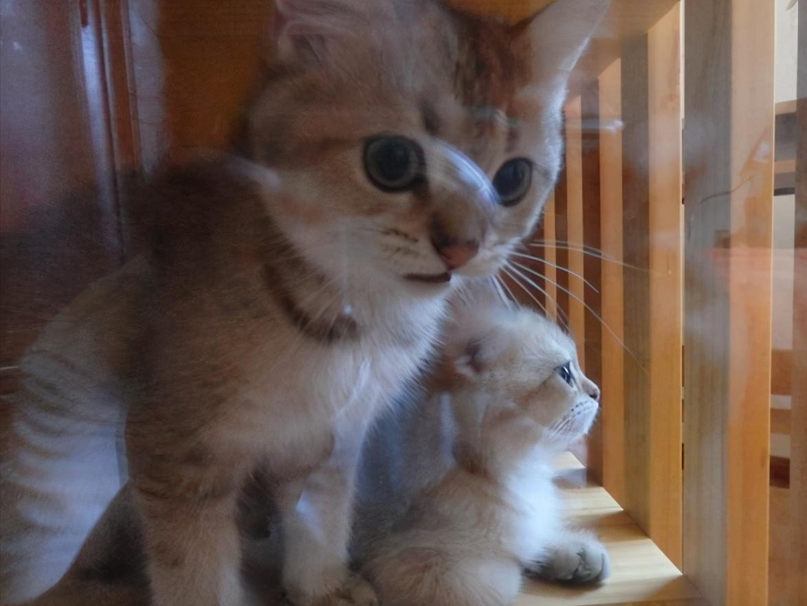 金渐层是颜色还是品种,金渐层重点色基因是什么