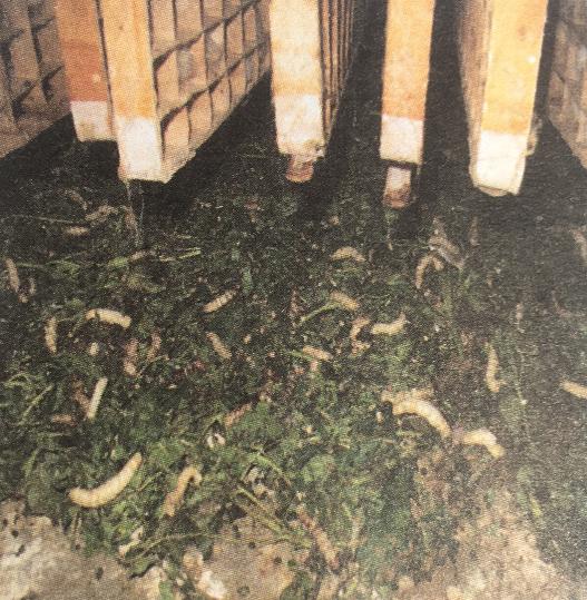 栽桑养蚕的十大基本知识,养蚕主要蚕病有哪些