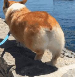 热门小型犬,适合女生养的狗小型犬长不大