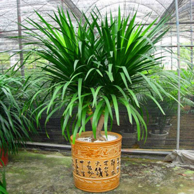 龙血树植物好养么,正宗龙血树大棵好养吗