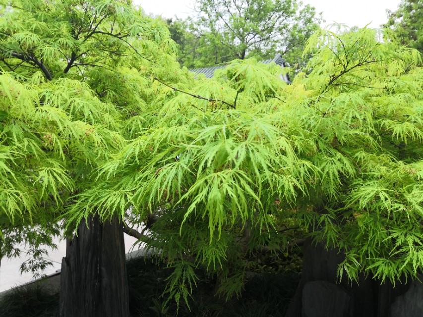 南京印象金陵,南京印象秦淮