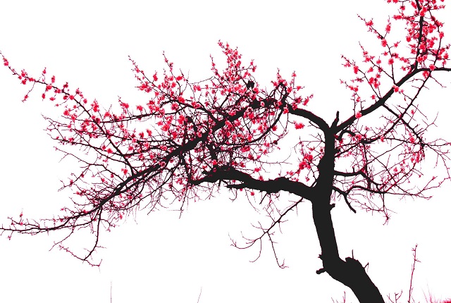 一包蔷薇硝，竟引发一场危机和闹剧出来，这真的是赵姨娘的错吗？