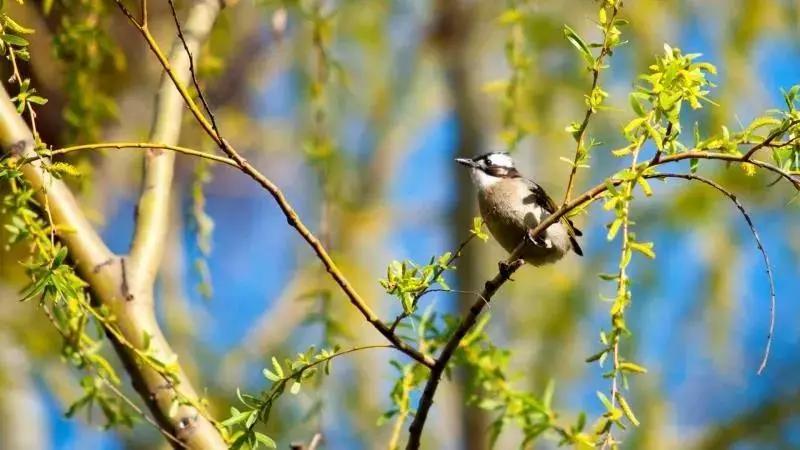 北京这个学校很“火”!坐拥3大花园、果园、动物园,集美貌与知识于一体!