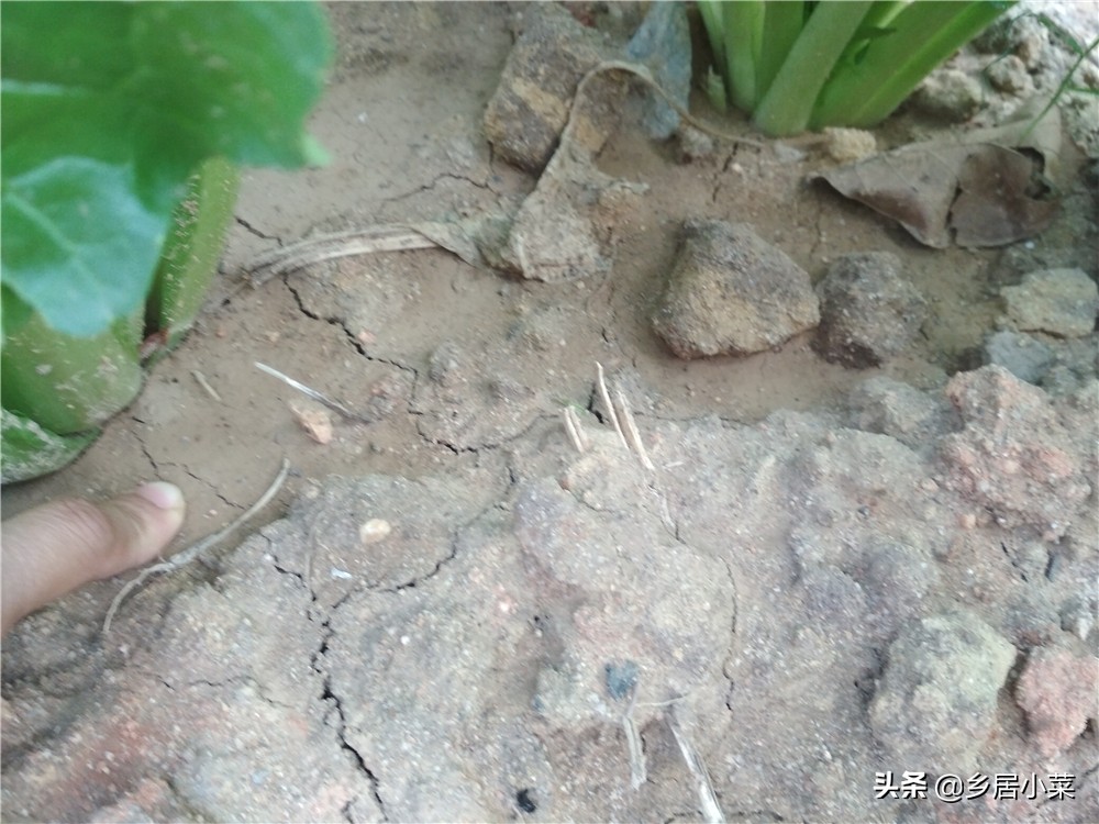 夏季种菜总是刮大风怎么办,刮台风对菜地有什么影响