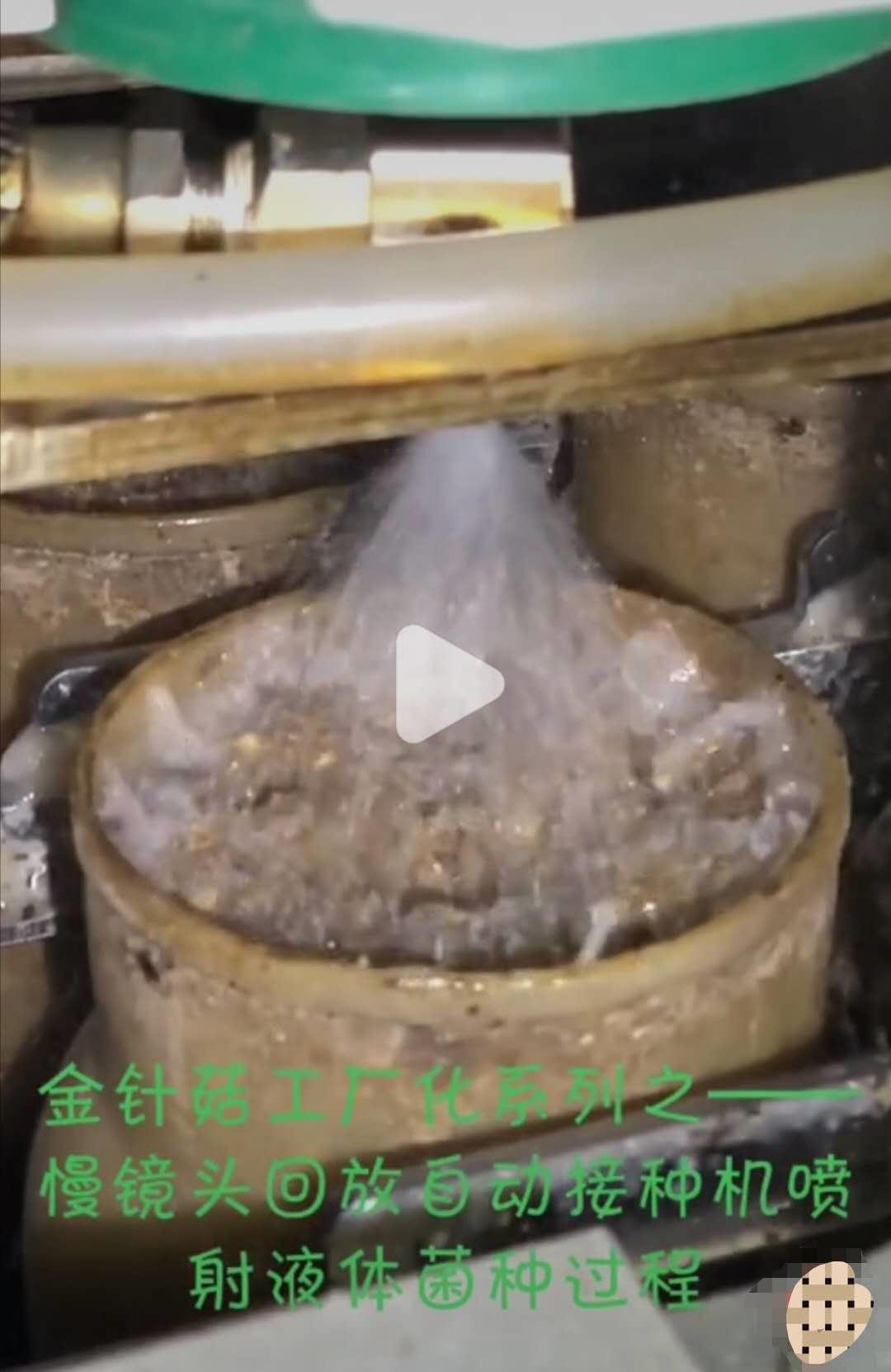 金针菇可以再生吗,金针菇切下根部怎样才能再生