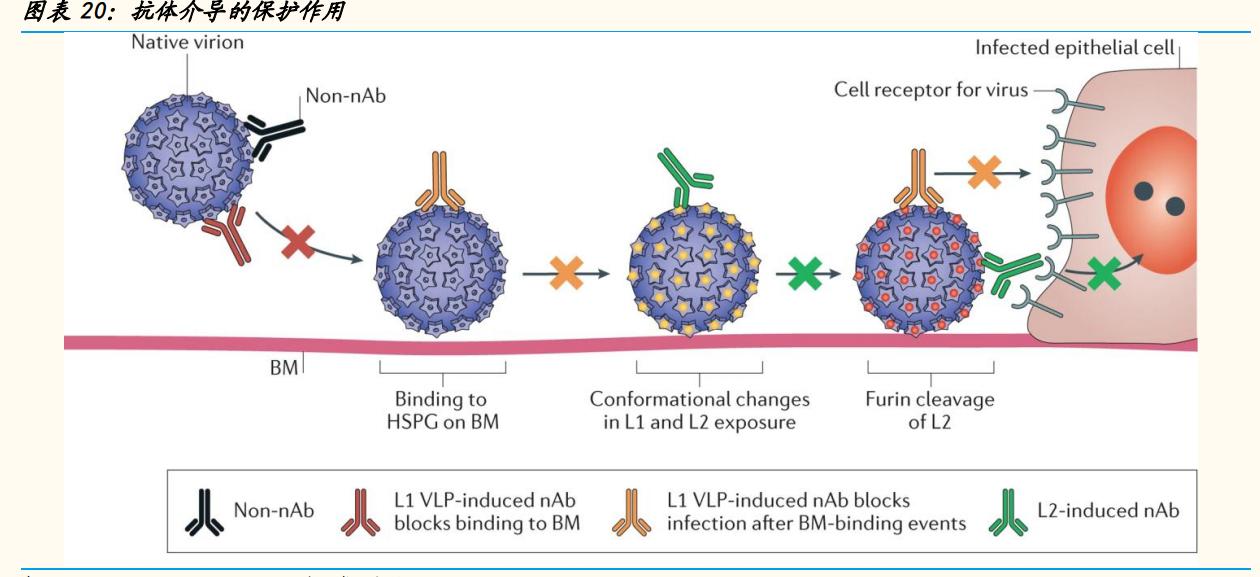 神州细胞重组八因子获批上市,神州细胞深度解读