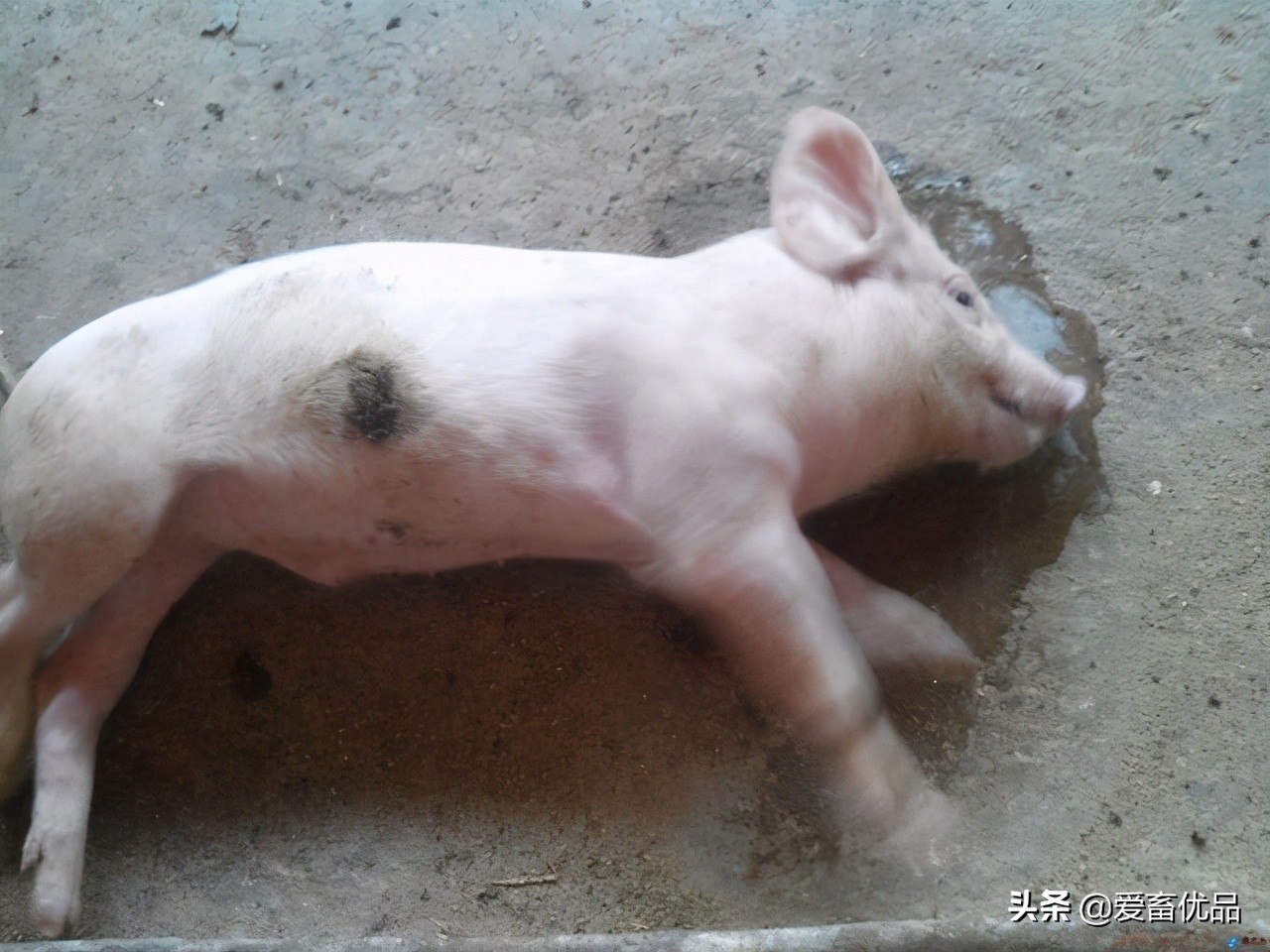 大猪得了伪狂犬怎么治疗效果最好,猪伪狂犬的症状和治疗方法