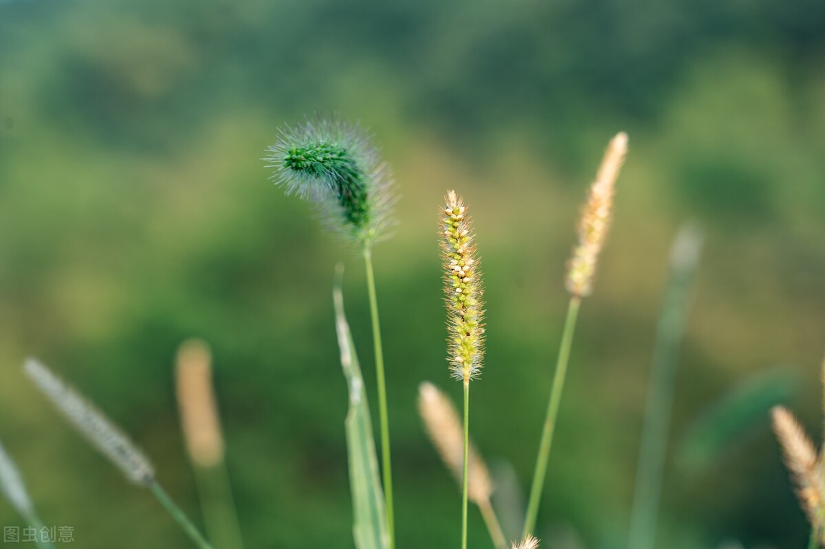 成人之美是一种修养也是最高境界,成人之美是一种高贵的品质