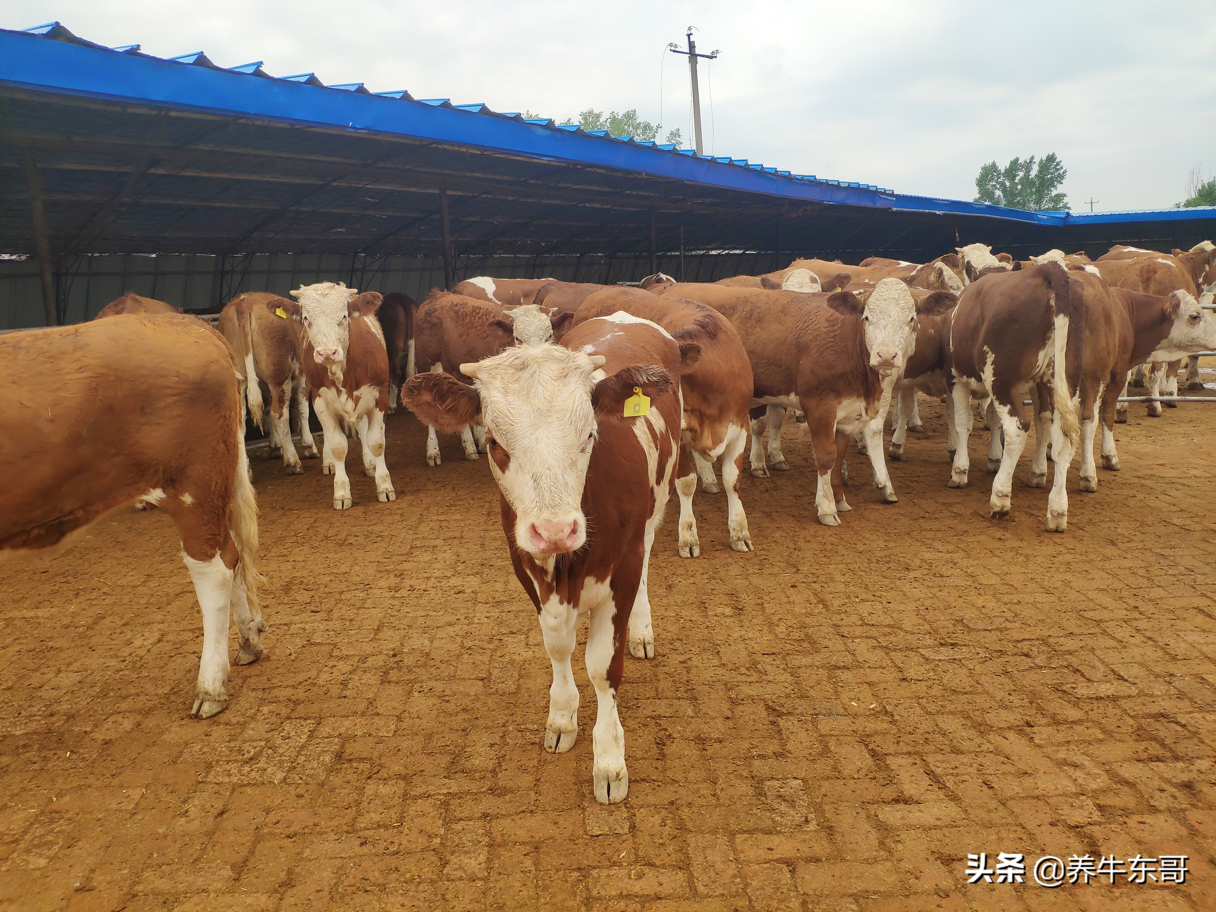 自己家的田地可以建养牛场吗,在农村养牛建牛圈