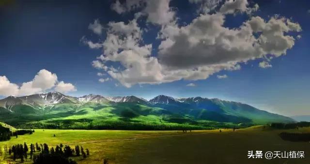 伊犁可克达拉草原,伊犁草原之旅