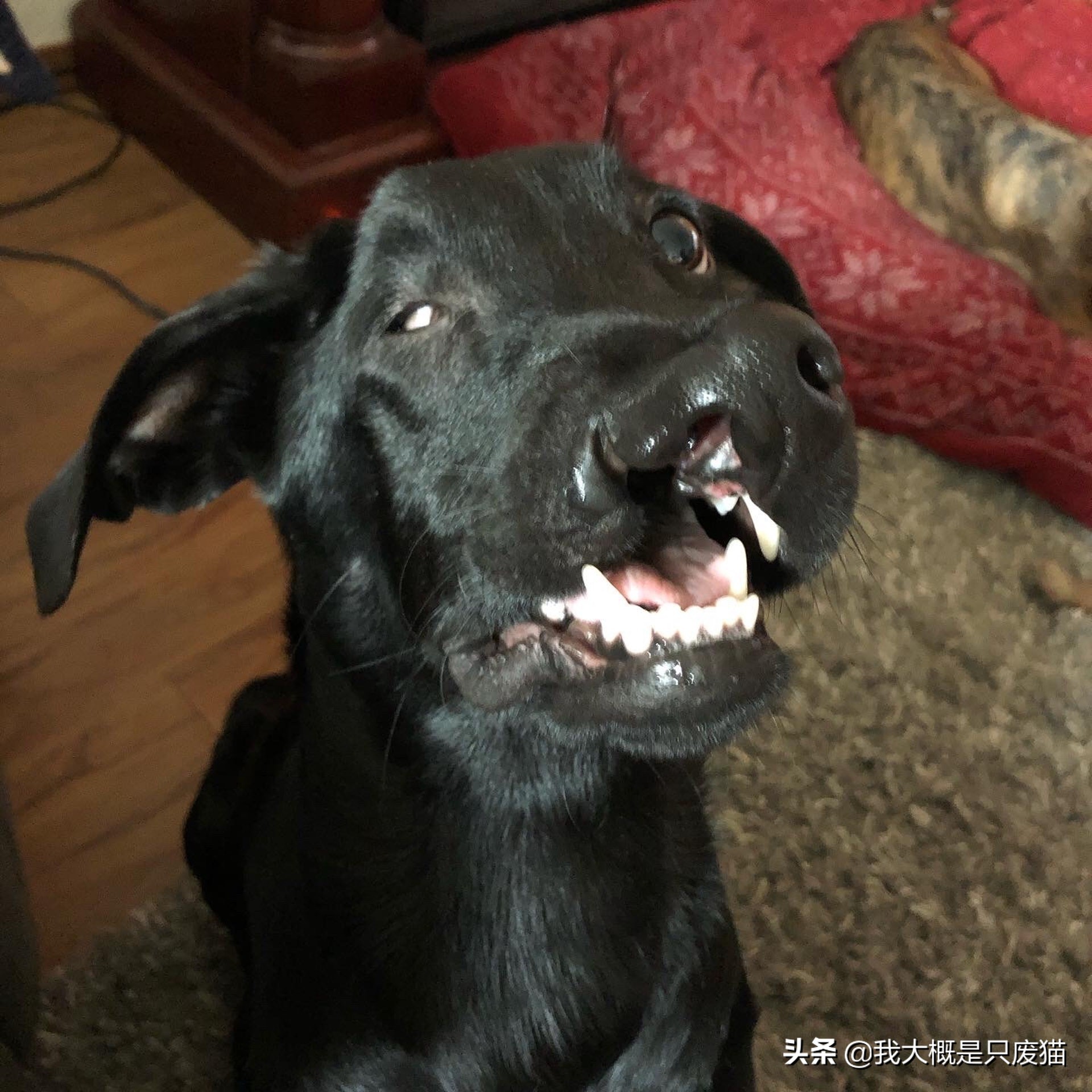 拉布拉多做手术图片,拉布拉多嘴巴手术