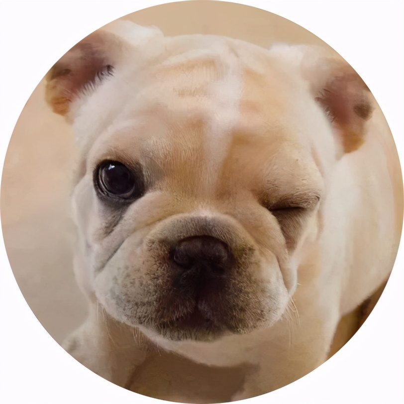 恶霸和法斗哪个适合家庭养,法斗养公的还是养母的好呢